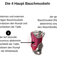 Anatomische Darstellung der Bauchmuskeln. Links die seitlichen Bauchmuskeln, rechts der gerade Bauchmuskel für den Waschbrettbauch.