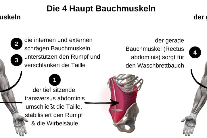 Anatomische Darstellung der Bauchmuskeln. Links die seitlichen Bauchmuskeln, rechts der gerade Bauchmuskel für den Waschbrettbauch.