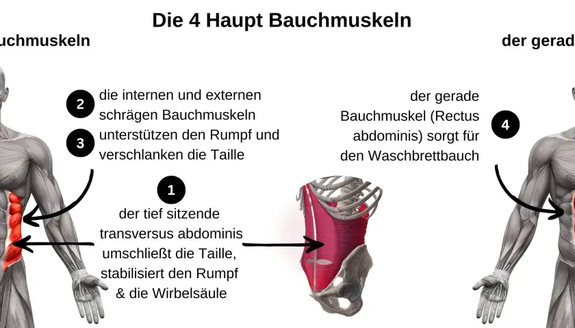 Anatomische Darstellung der Bauchmuskeln. Links die seitlichen Bauchmuskeln, rechts der gerade Bauchmuskel für den Waschbrettbauch.