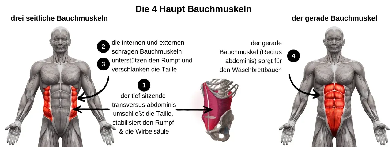 Anatomische Darstellung der Bauchmuskeln. Links die seitlichen Bauchmuskeln, rechts der gerade Bauchmuskel für den Waschbrettbauch.