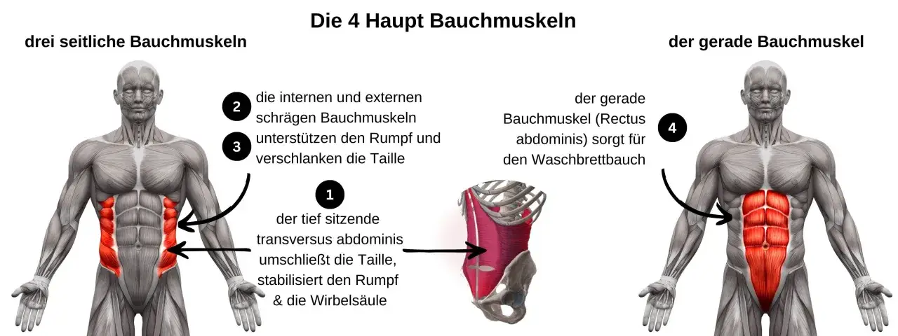 Anatomische Darstellung der Bauchmuskeln. Die seitlichen Bauchmuskeln (oblique muscles) formen die Taille. Der gerade Bauchmuskel sorgt f&uuml;r den Waschbrettbauch.