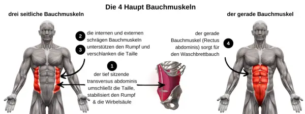 Anatomische Darstellung der Bauchmuskeln. Links die seitlichen Bauchmuskeln, rechts der gerade Bauchmuskel für den Waschbrettbauch.
